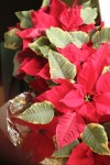 when to throw away poinsettia