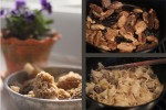 morels