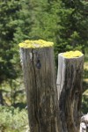 Cool Green Moss on a Stump
