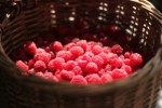 fall harvest raspberries