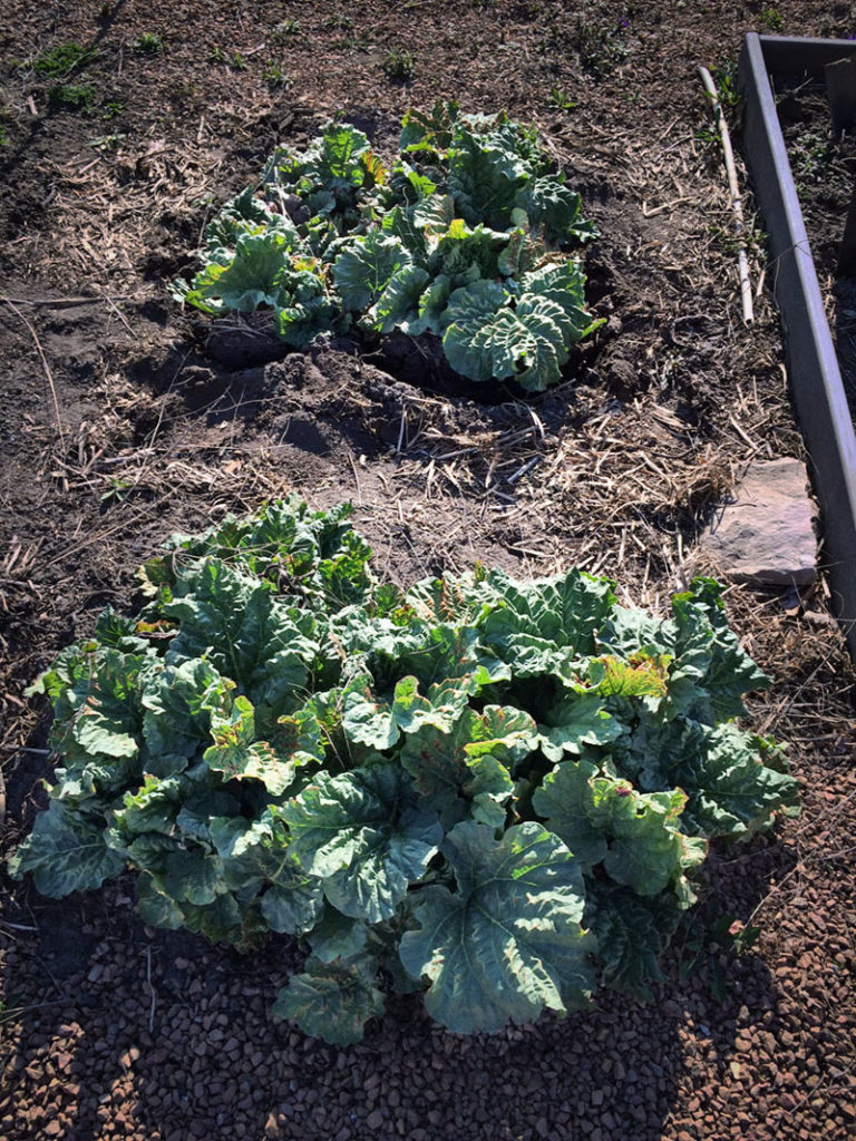 Rhubarb plants before splitting