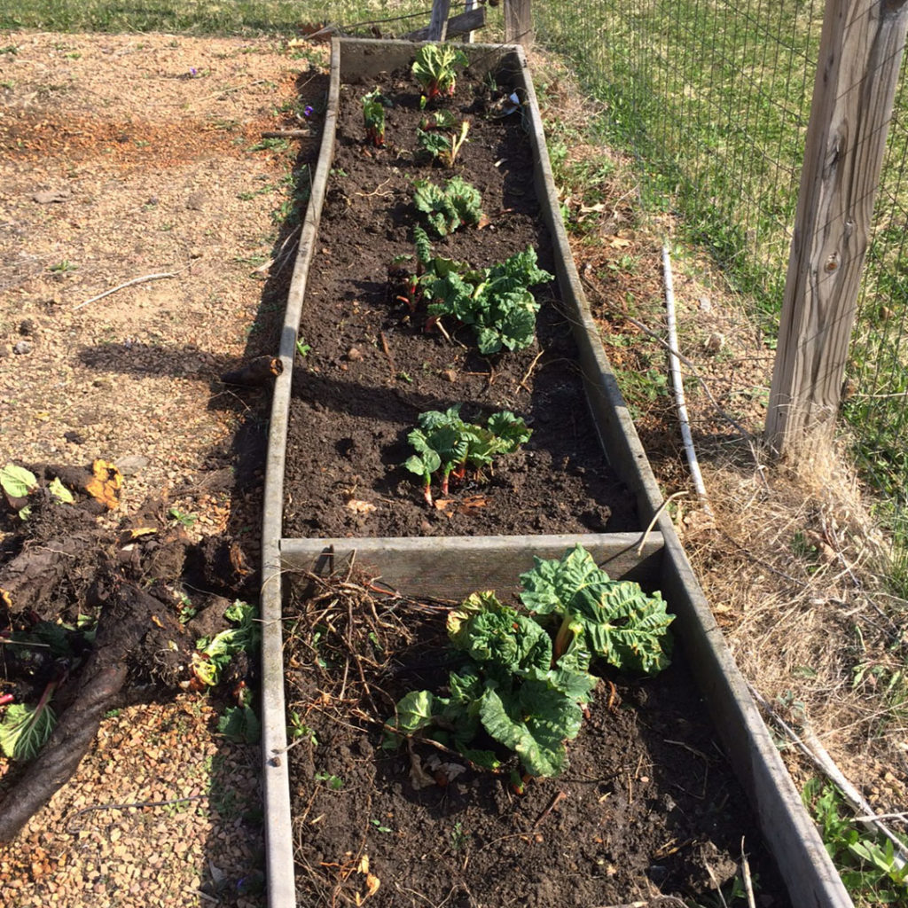 Rhubarb transplants after splitting