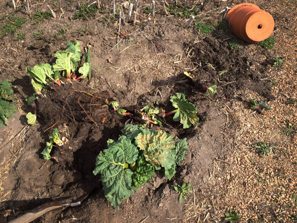 Splitting rhubarb