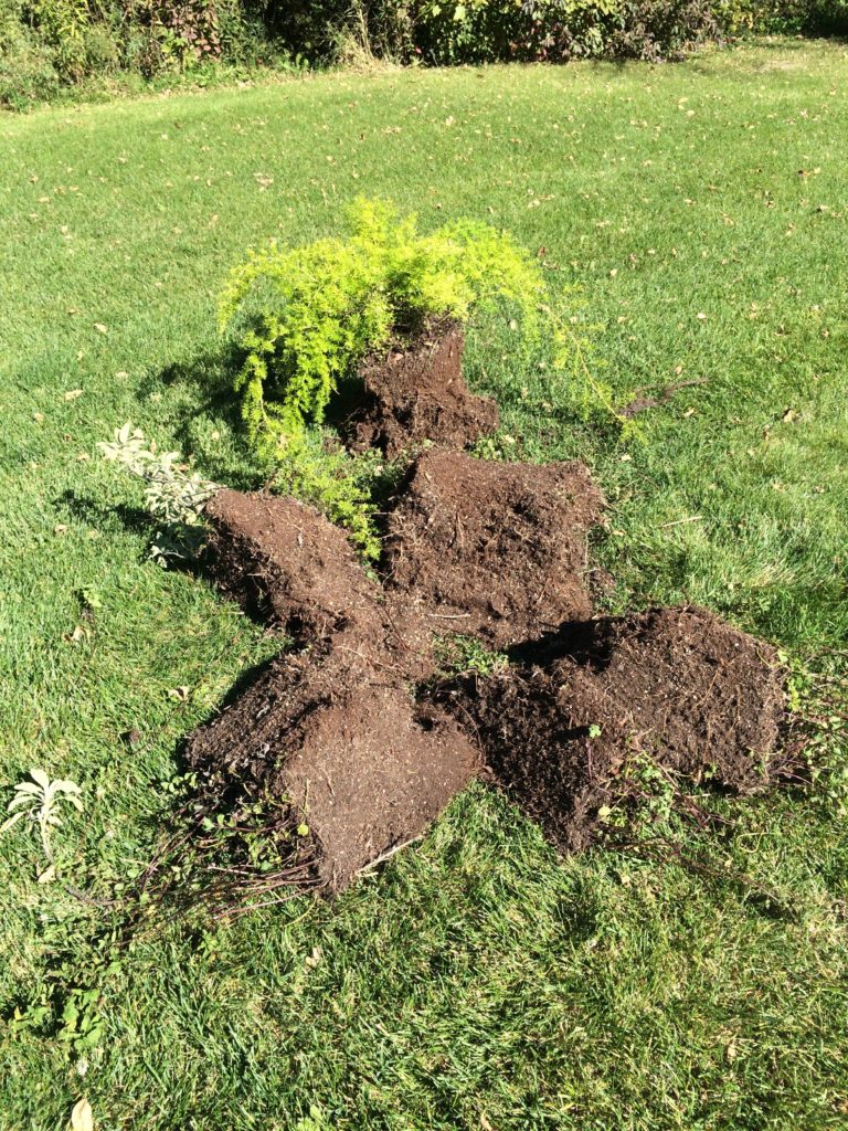 root balls from old plants