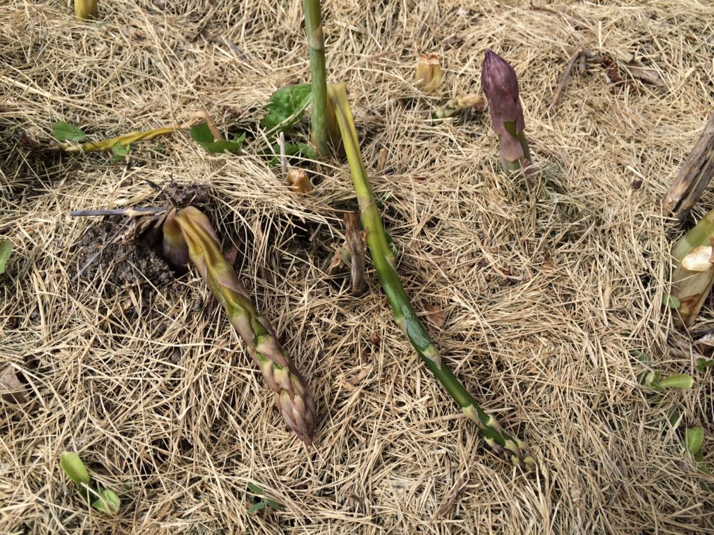 what asparagus looks like after 27 degree freeze