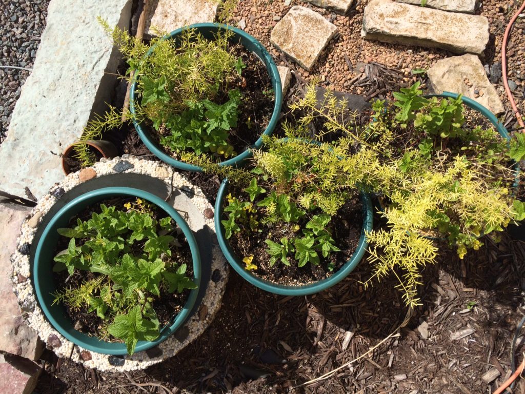 Battle of the Mint and asparagus fern