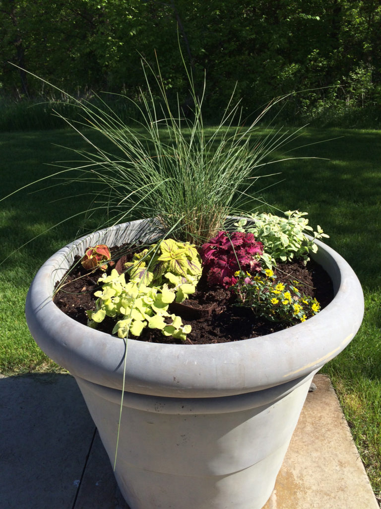 Planted giant pot