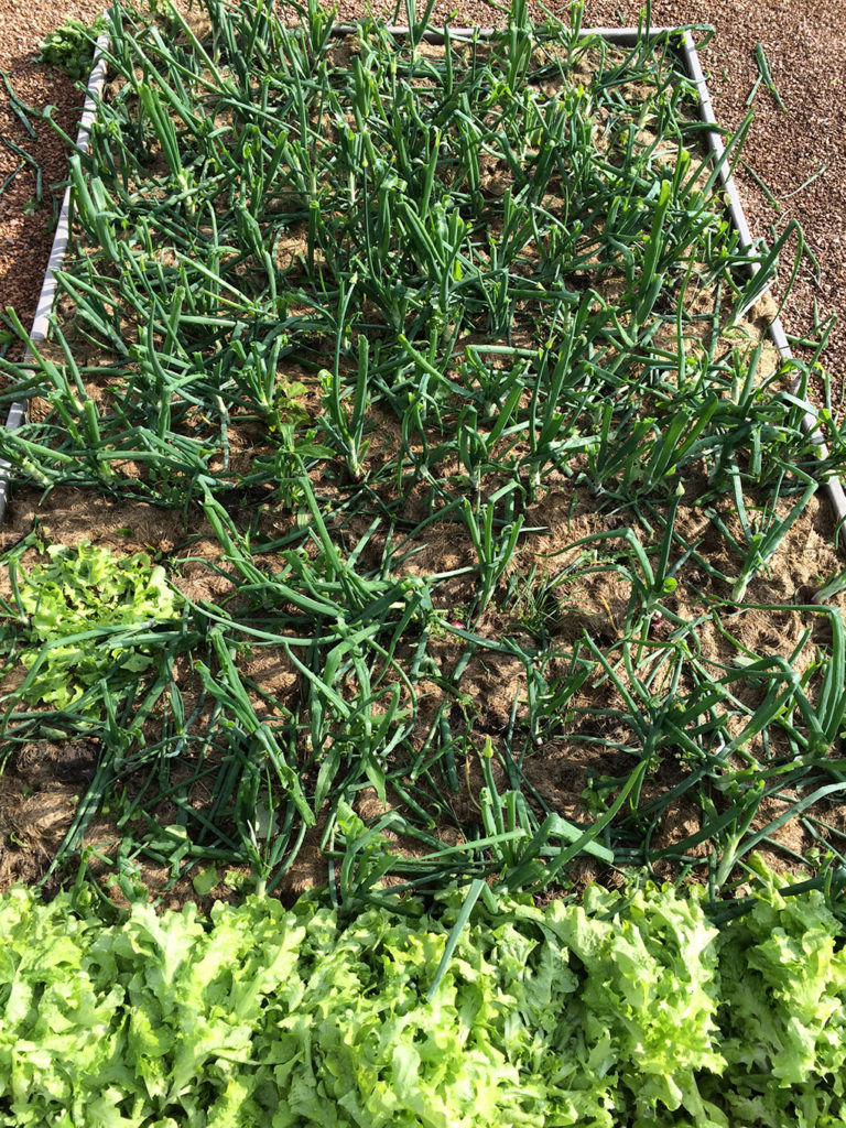 onion hail damage