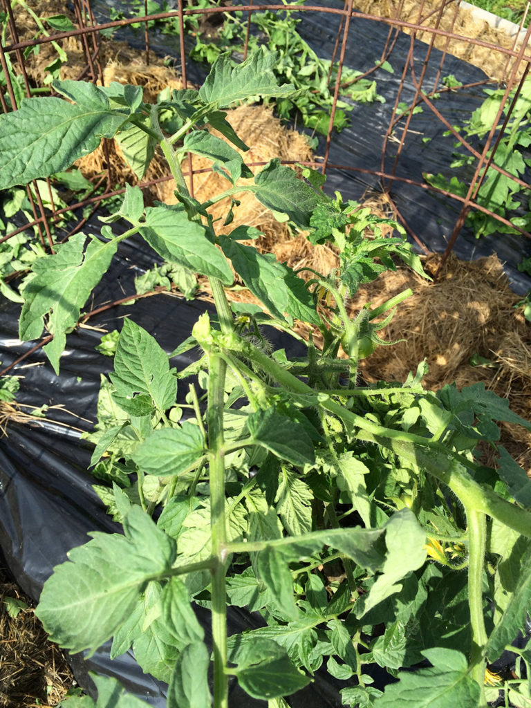 tomato plant hail damage