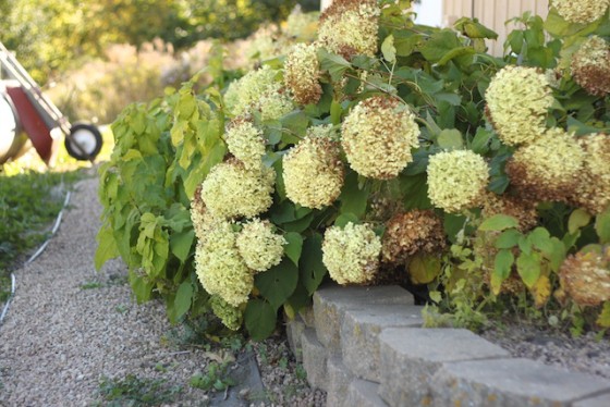 Who Knew Hydrangeas were Invasive? – Jenmenke
